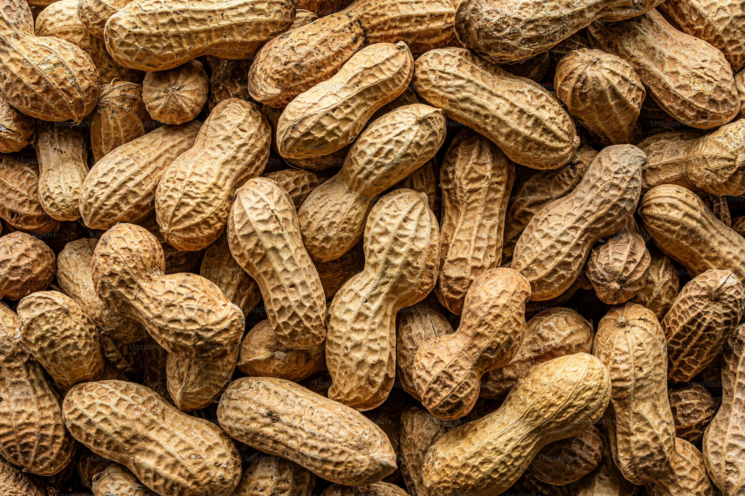 الفول السوداني
